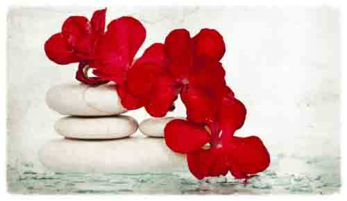 Contact Michele Corley Clinical Skin Care Bright red flowers and spa rocks in water.